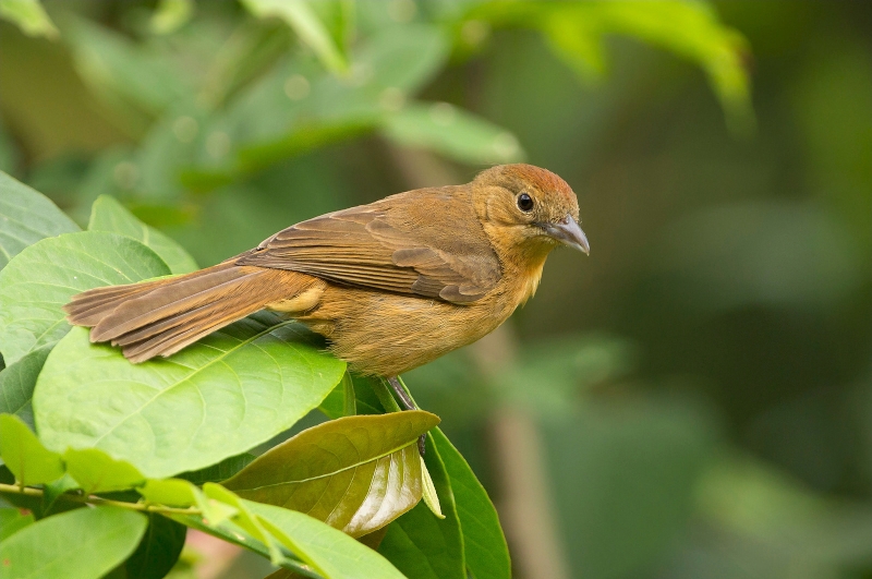 Flame-crested Tanager