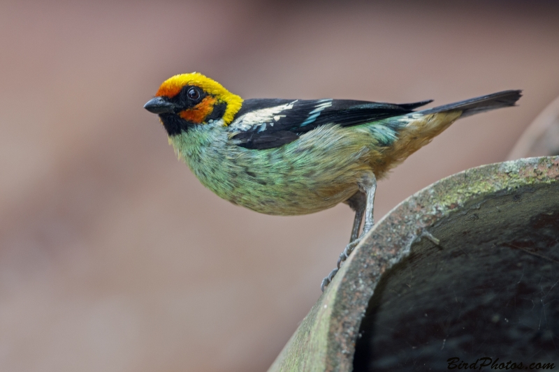 Flame-faced Tanager