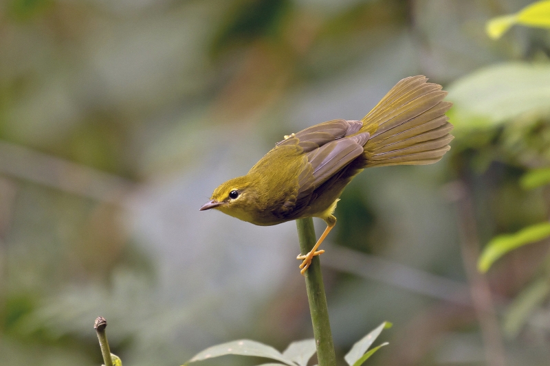 Flavescent Warbler