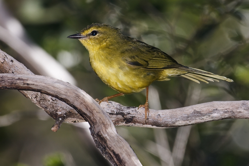 Flavescent Warbler