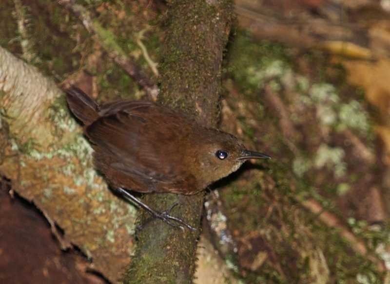 Flutist Wren