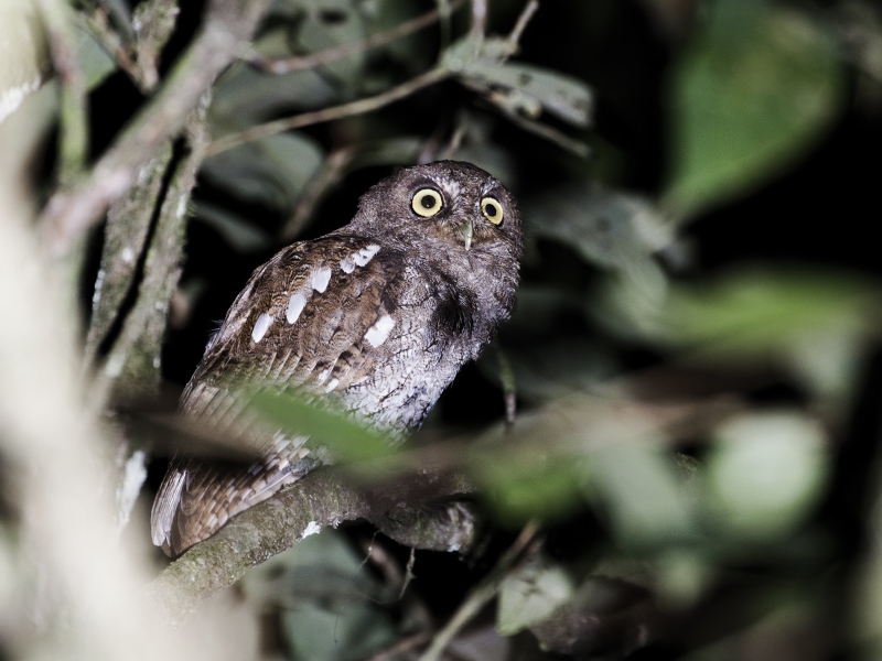 Foothill Screech Owl