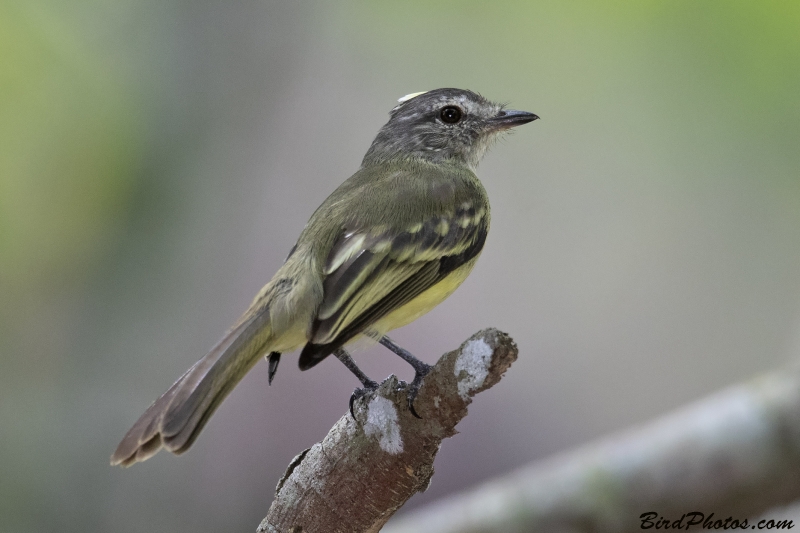 Forest Elaenia