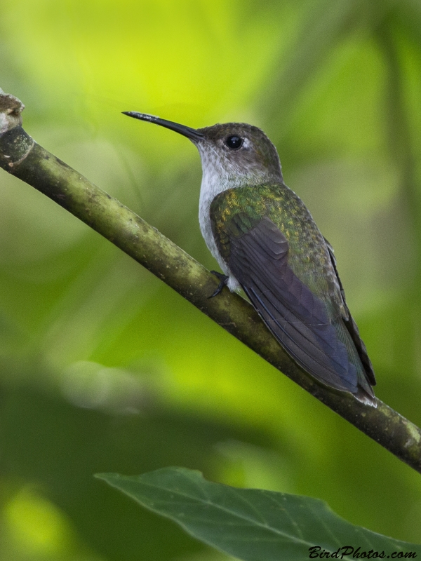 Fork-tailed Woodnymph