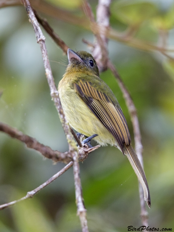 Fulvous-breasted Flatbill