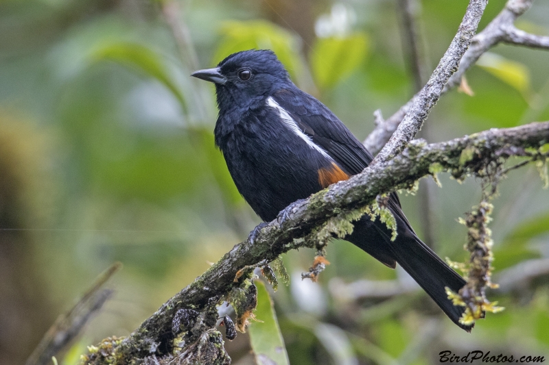 Fulvous-crested Tanager