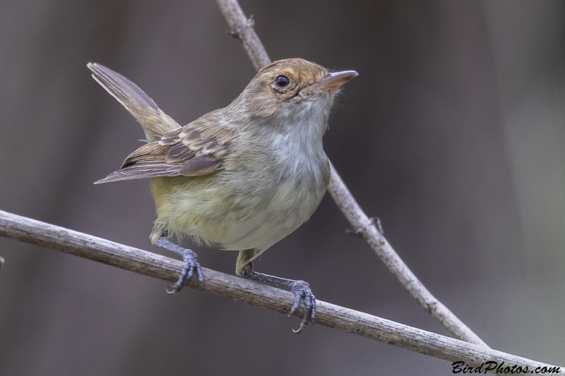 Fulvous-crowned Scrub Tyrant