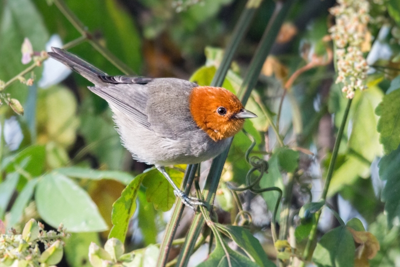 Fulvous-headed Tanager