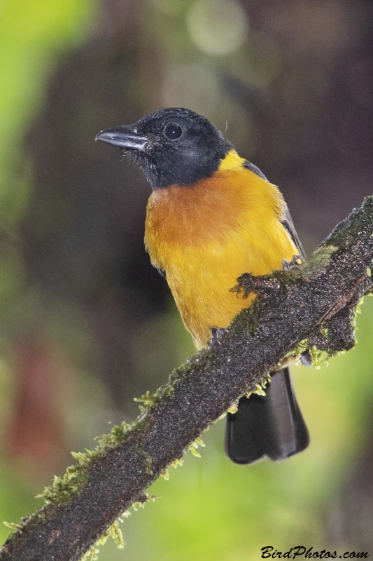 Fulvous Shrike-Tanager