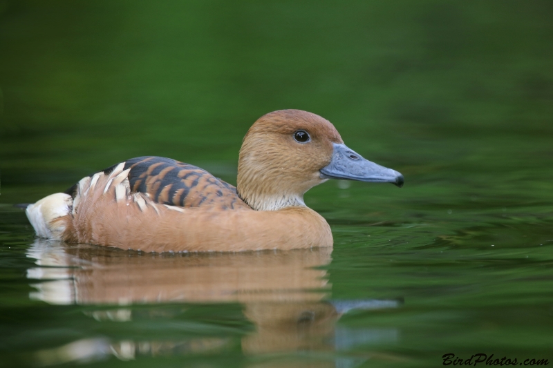 Fulvous Whistling Duck