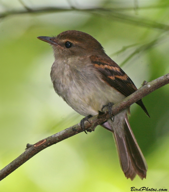 Fuscous Flycatcher