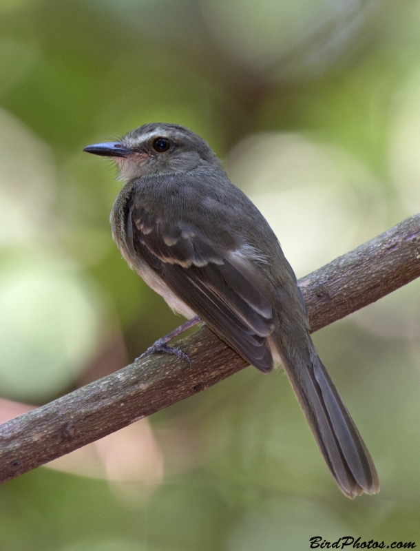 Fuscous Flycatcher