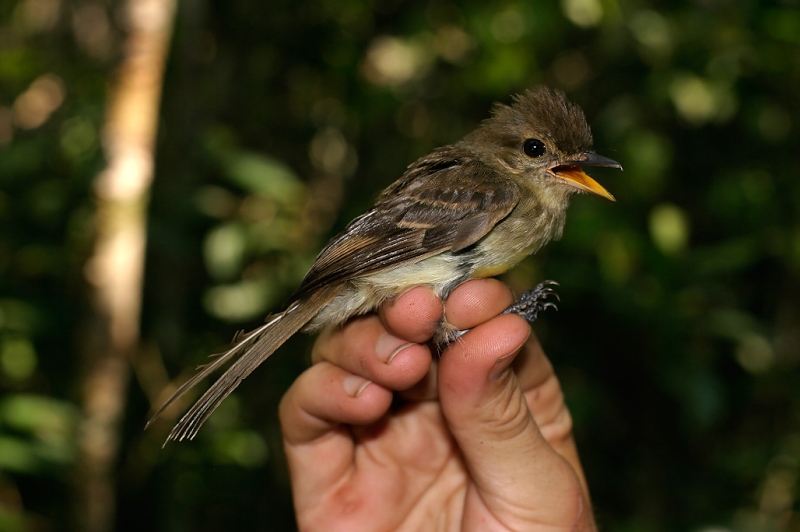 Fuscous Flycatcher