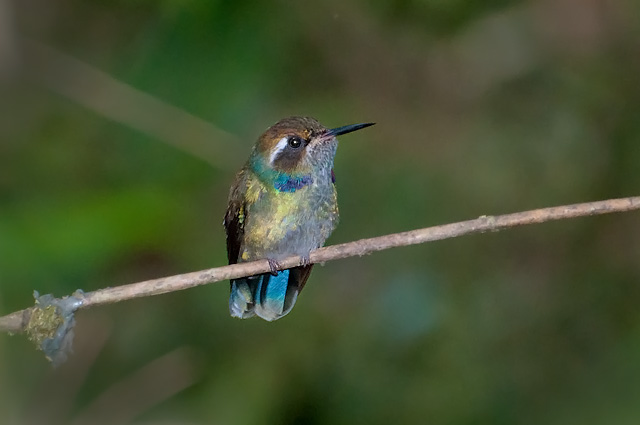 Geoffroy's Daggerbill