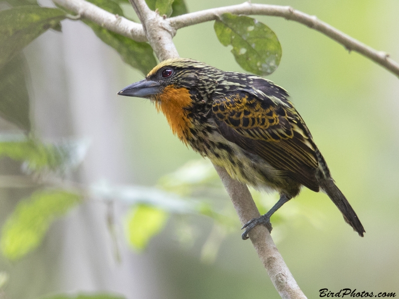 Gilded Barbet