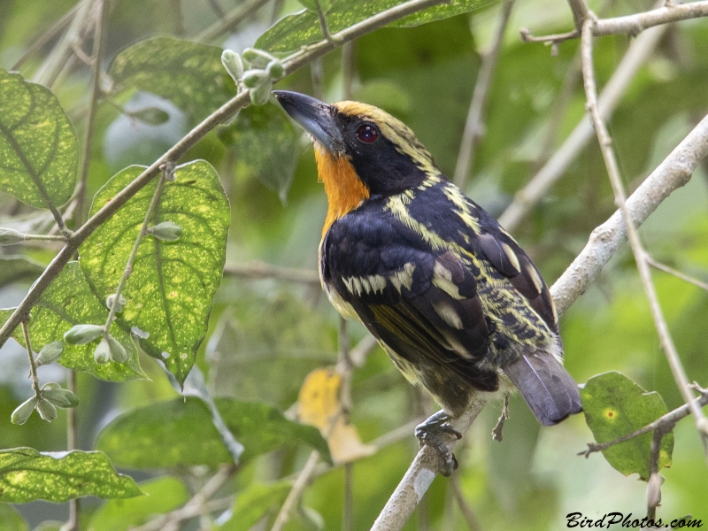 Gilded Barbet