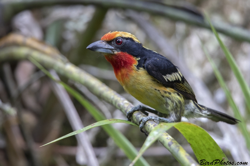 Gilded Barbet