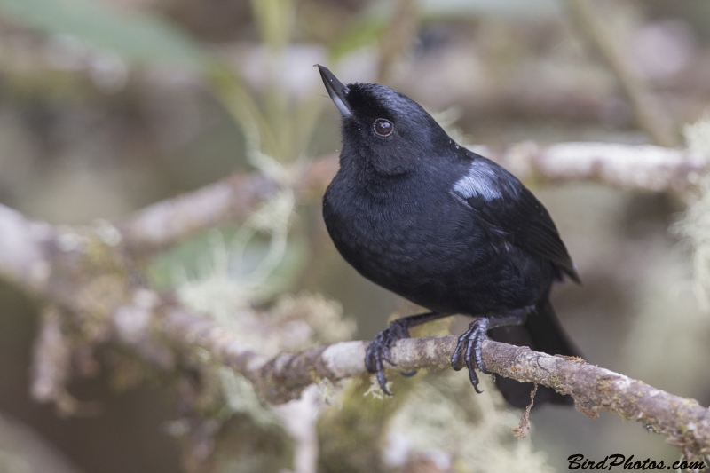 Glossy Flowerpiercer