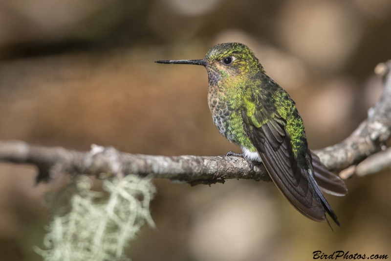 Glowing Puffleg