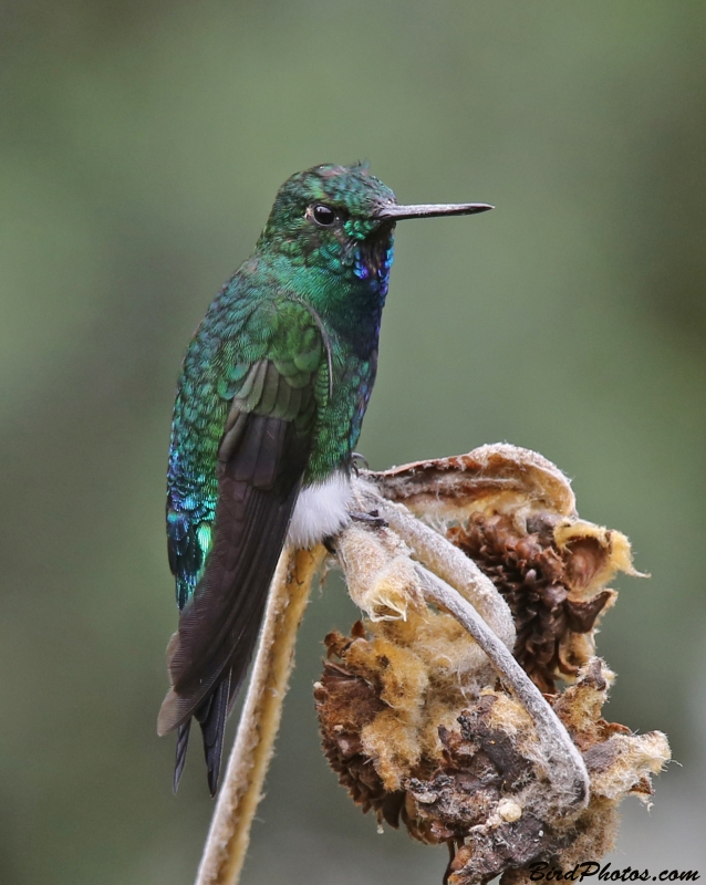 Glowing Puffleg