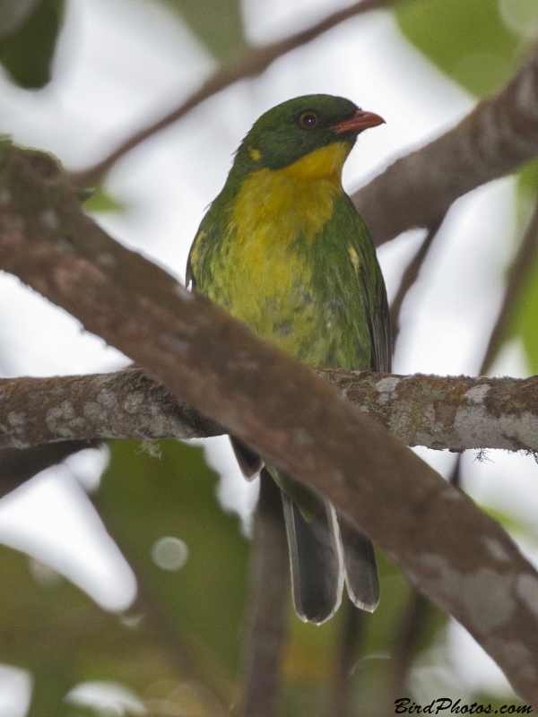 Golden-breasted Fruiteater