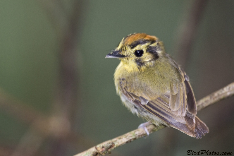 Golden-crowned Spadebill