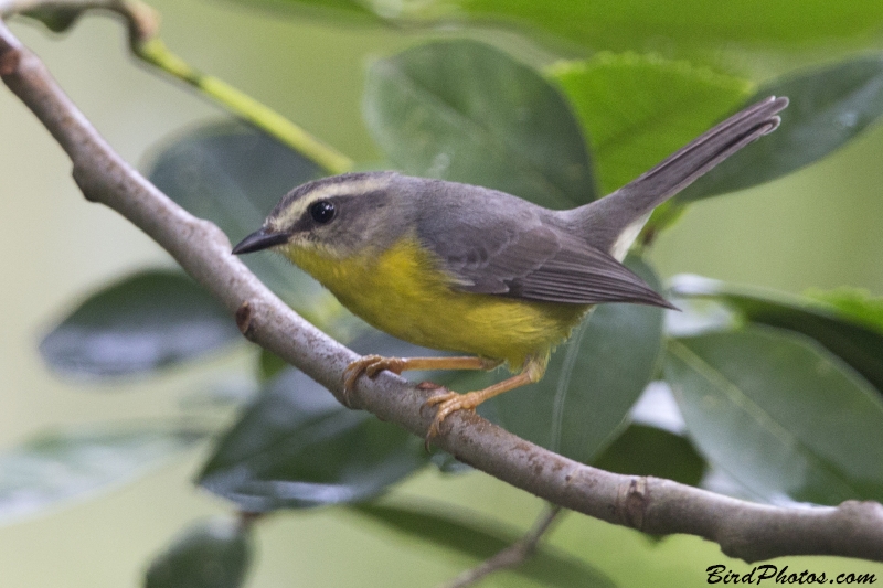 Golden-crowned Warbler