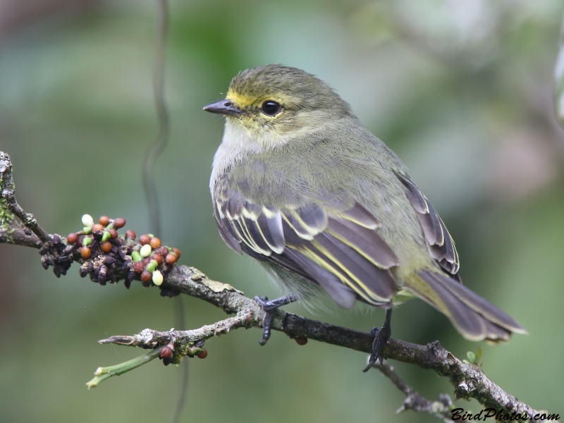 Golden-faced Tyrannulet