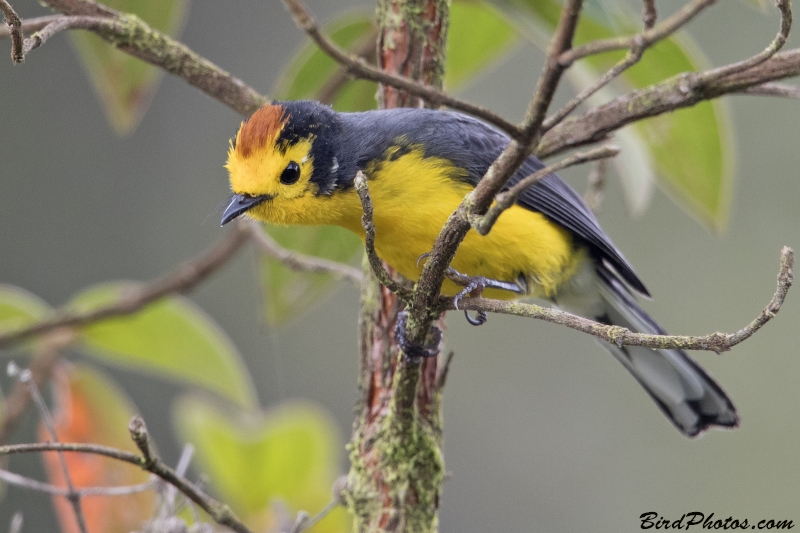 Golden-fronted Whitestart