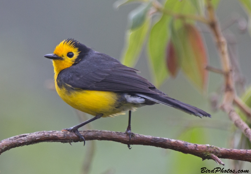 Golden-fronted Whitestart