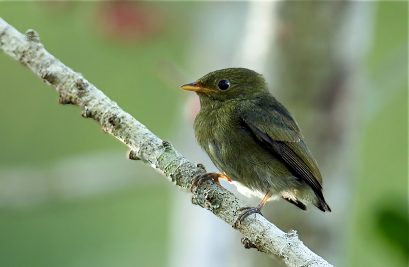 Golden-headed Manakin