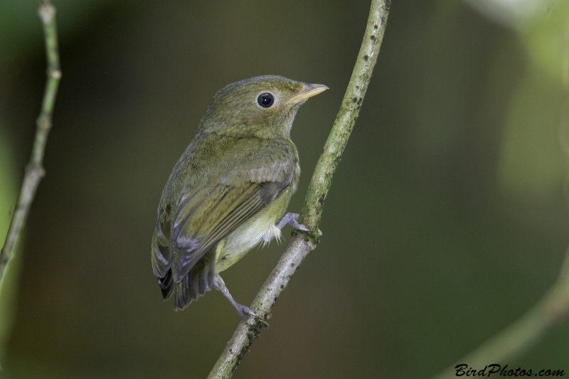 Golden-headed Manakin