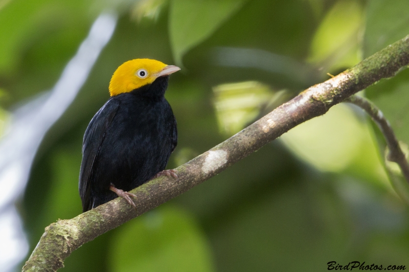 Golden-headed Manakin