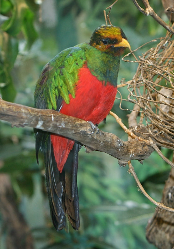 Golden-headed Quetzal