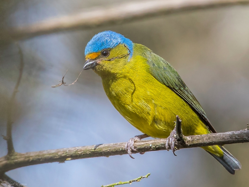 Golden-rumped Euphonia