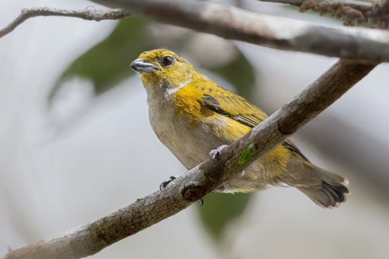 Golden-sided Euphonia