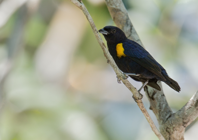 Golden-sided Euphonia