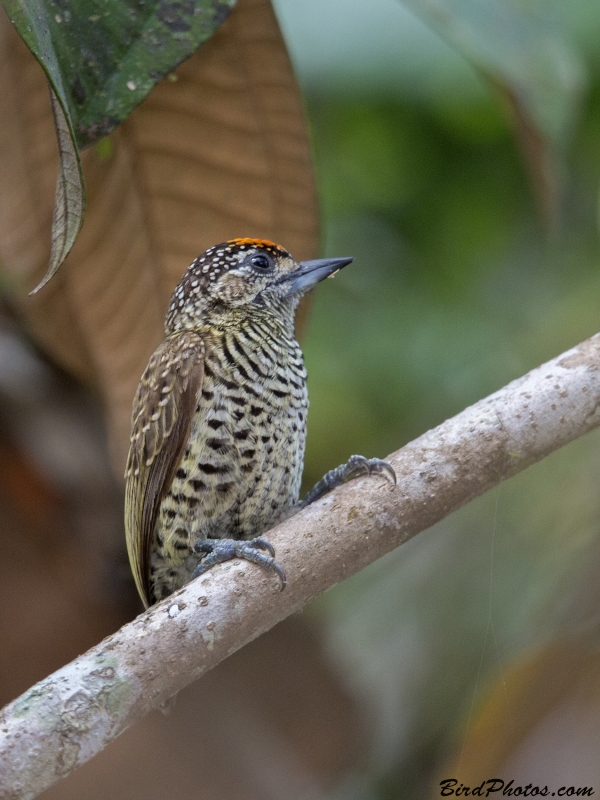 Golden-spangled Piculet