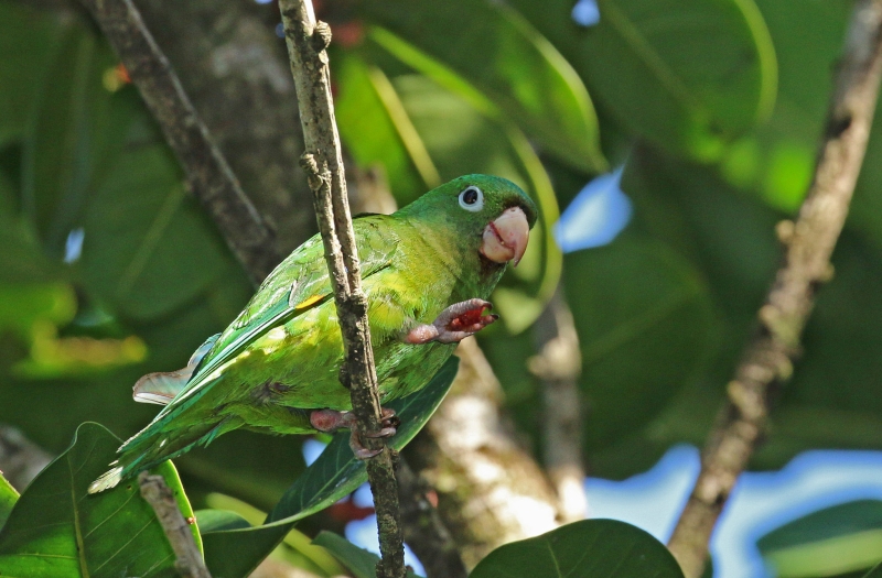 Golden-winged Parakeet