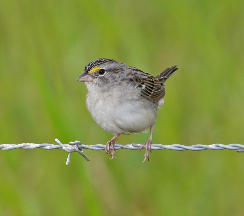 Grassland Sparrow