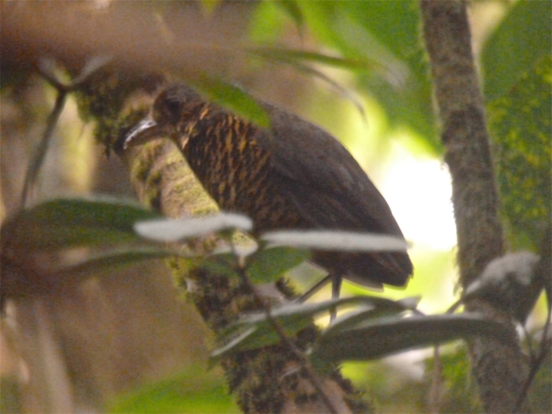 Great Antpitta