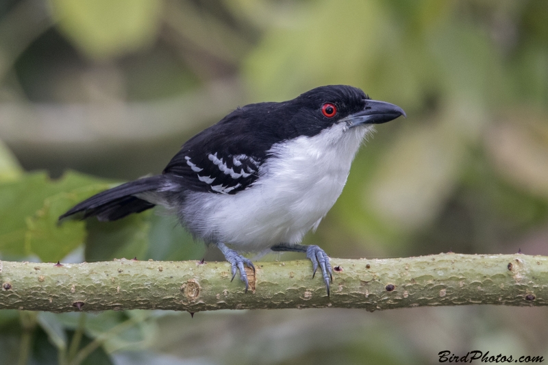 Great Antshrike