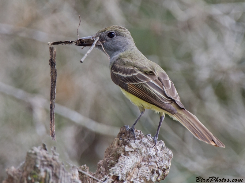 Great Crested Flycatcher