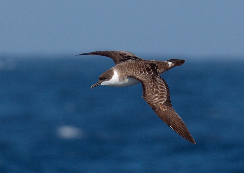 Great Shearwater