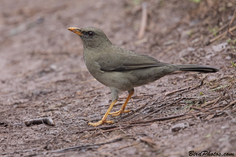 Great Thrush