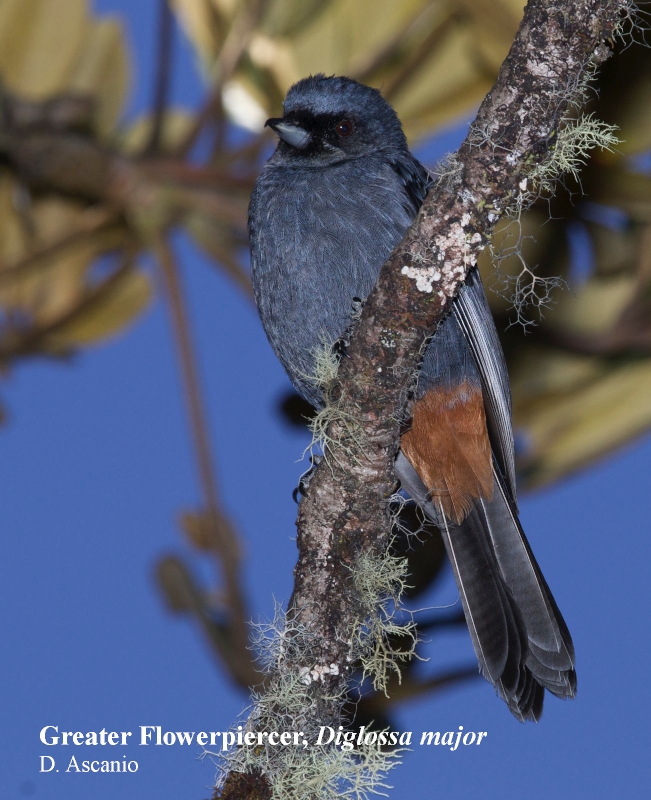 Greater Flowerpiercer