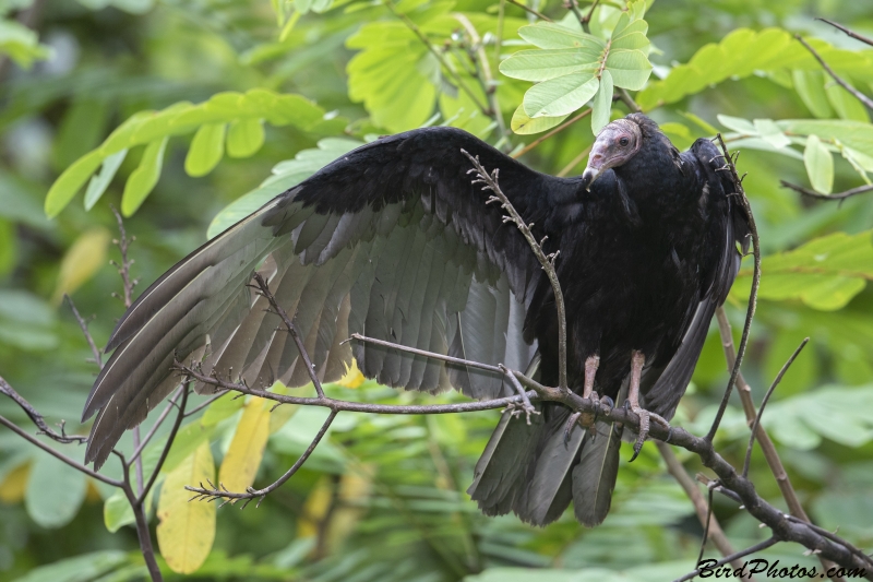 Greater Yellow-headed Vulture