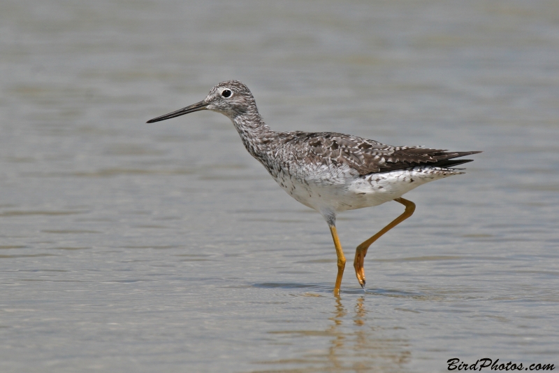 Greater Yellowlegs