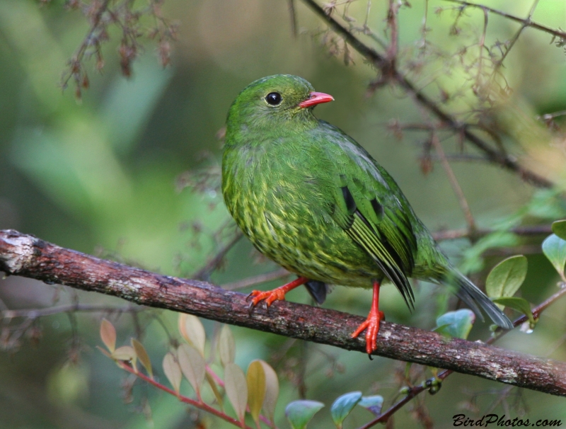 Green-and-black Fruiteater