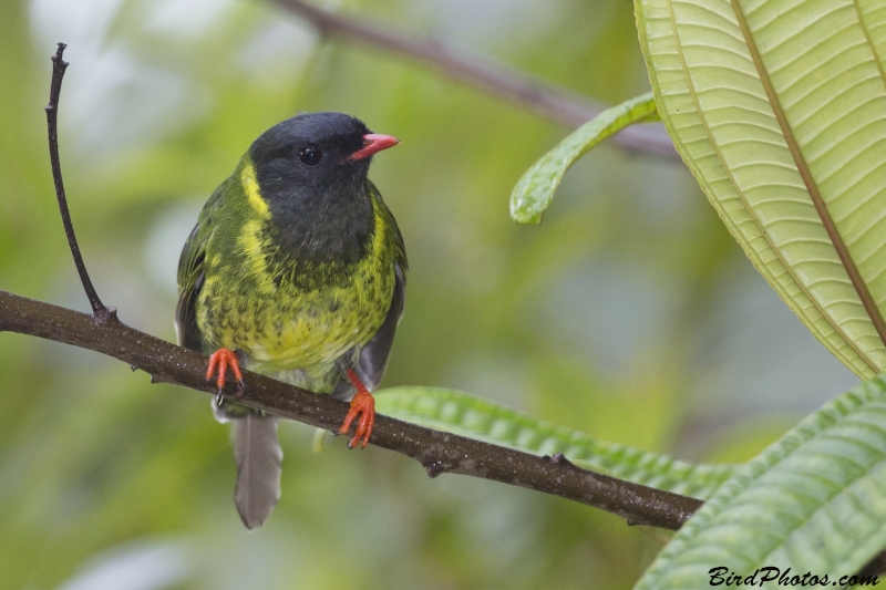 Green-and-black Fruiteater